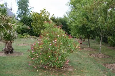 Jardin de l'établissement Chambres du logis De La Mare Du Parc