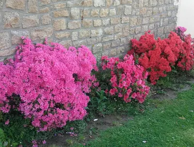 Jardin de l'établissement 