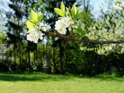 Jardin de l'établissement Les Prémontrés