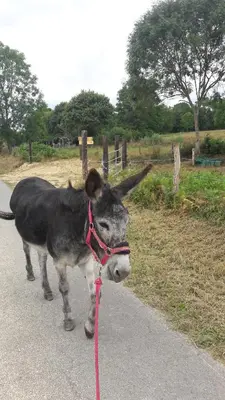 Animaux dans l'appartement ou à proximité