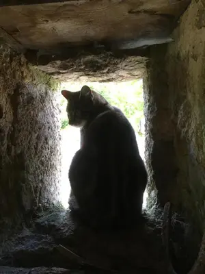 Animal ou animaux domestique(s) séjournant avec des clients dans l'établissement Normandy Inn