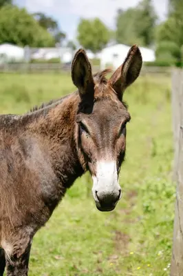 Animaux dans le camping ou à proximité