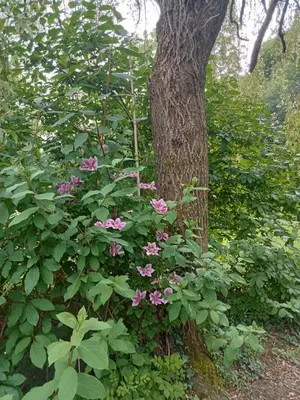 Jardin de l'établissement Gite Le Clos de Sée
