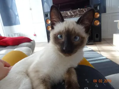 Animal ou animaux domestique(s) séjournant avec des clients dans l'établissement La ferme aux chats
