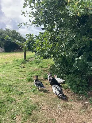 Animaux dans le B&B/chambre d'hôtes ou à proximité