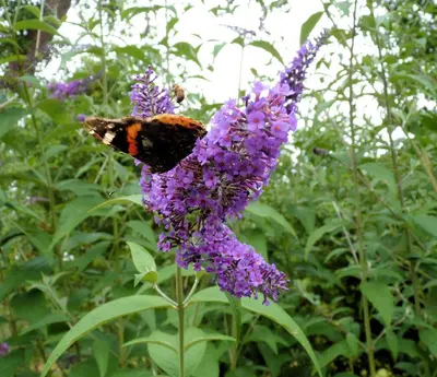 Jardin de l'établissement La Longere