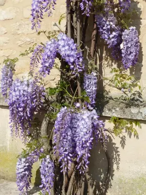 Jardin de l'établissement Gite LA CHARRETTERIE