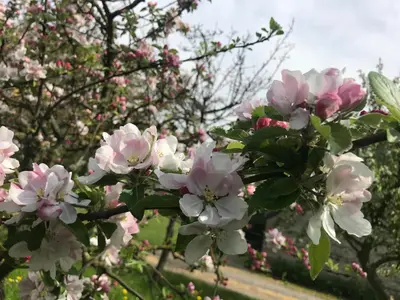 Jardin de l'établissement Normandia