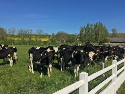 Animaux dans la maison d'hôtes ou à proximité