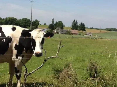 Animaux dans la maison de vacances ou à proximité