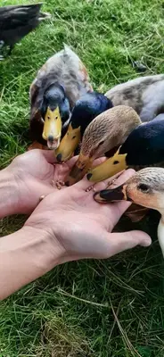 Animaux dans l'appartement ou à proximité