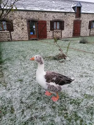 Animaux dans la maison d'hôtes ou à proximité