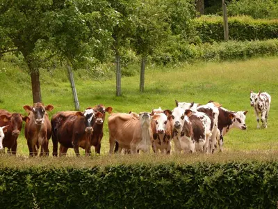 Animaux dans la maison de vacances ou à proximité