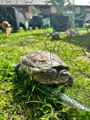 Animaux dans l'hôtel ou à proximité