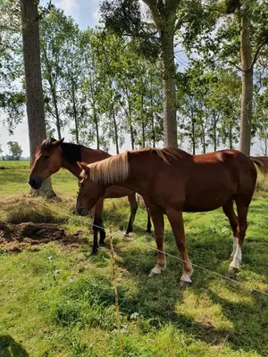 Animaux dans le B&B/chambre d'hôtes ou à proximité