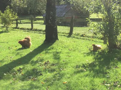 Animaux dans la maison de vacances ou à proximité