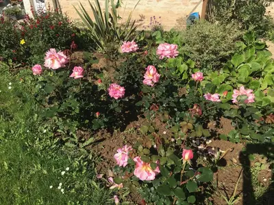 Jardin de l'établissement Maison Blanche en Côte de Nacre