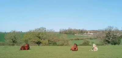 Animaux dans la ferme ou à proximité