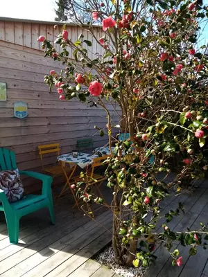 Jardin de l'établissement O Douceurs Sucrées Cabourg
