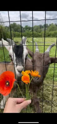 Animaux dans la maison de vacances ou à proximité