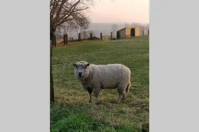 Animaux dans la maison de vacances ou à proximité
