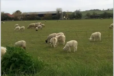Animaux dans la maison de vacances ou à proximité