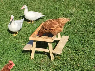 Animaux dans la maison de vacances ou à proximité