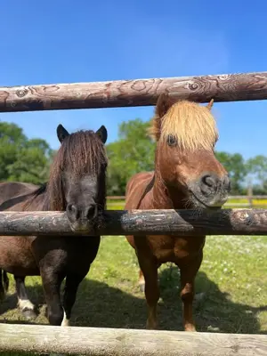 Animaux dans la maison de vacances ou à proximité