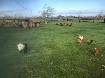 Animaux dans la maison d'hôtes ou à proximité
