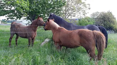 Animaux dans l'appartement ou à proximité