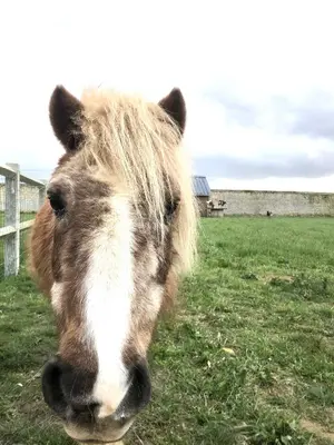 Animaux dans la maison de vacances ou à proximité
