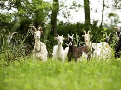 Animaux dans la maison de vacances ou à proximité
