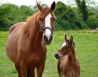 Animaux dans la maison de vacances ou à proximité