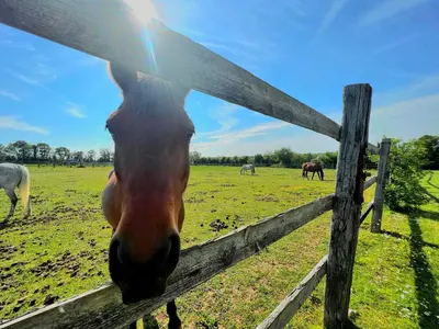 Animaux dans la maison de vacances ou à proximité