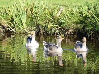 Animaux dans la maison de vacances ou à proximité