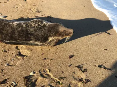 Animaux dans le séjour chez l'habitant ou à proximité