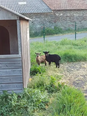 Animaux dans la maison de vacances ou à proximité