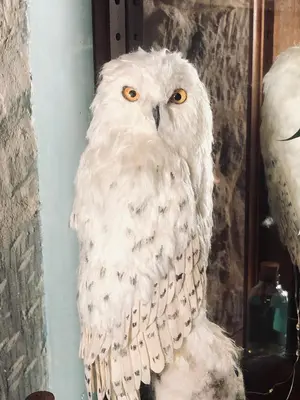 Animaux dans l'appartement ou à proximité